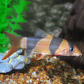 Loach Clown Md — representative photo