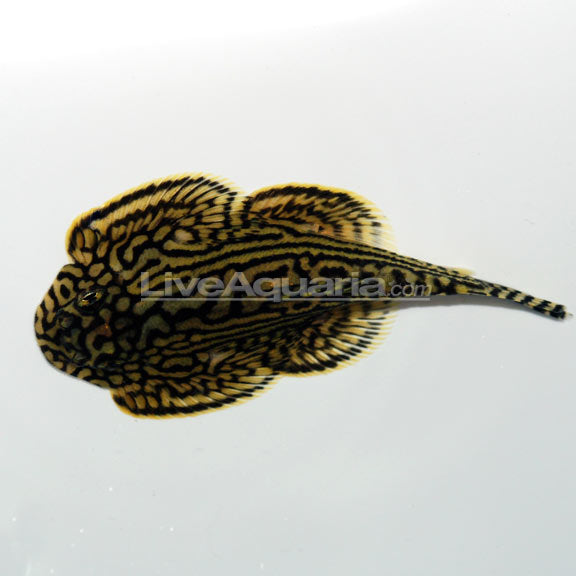Loach Hillstream Rect — representative photo