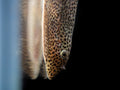 Loach Hong Kong Sm — representative photo