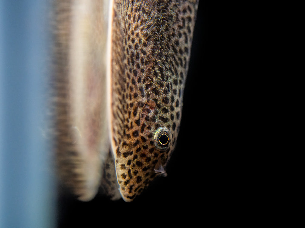 Loach Hong Kong Sm — representative photo