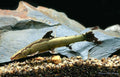 Loach Gecko Red "Saddleback" — representative photo