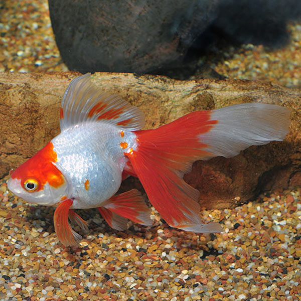 Ryukin Asst Md — representative photo