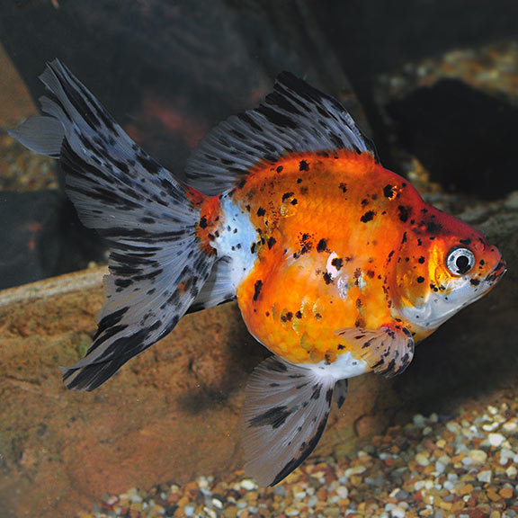 Ryukin Calico Sm — representative photo