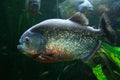 Piranha Red Belly Sm — representative photo