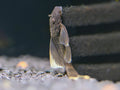 Pleco Bristlenose Green Dragon L/F — representative photo