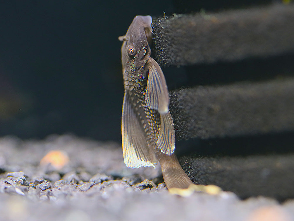 Pleco Bristlenose Green Dragon L/F — representative photo