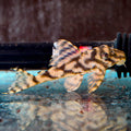 Pleco Frog Leopard L134 Wild — representative photo