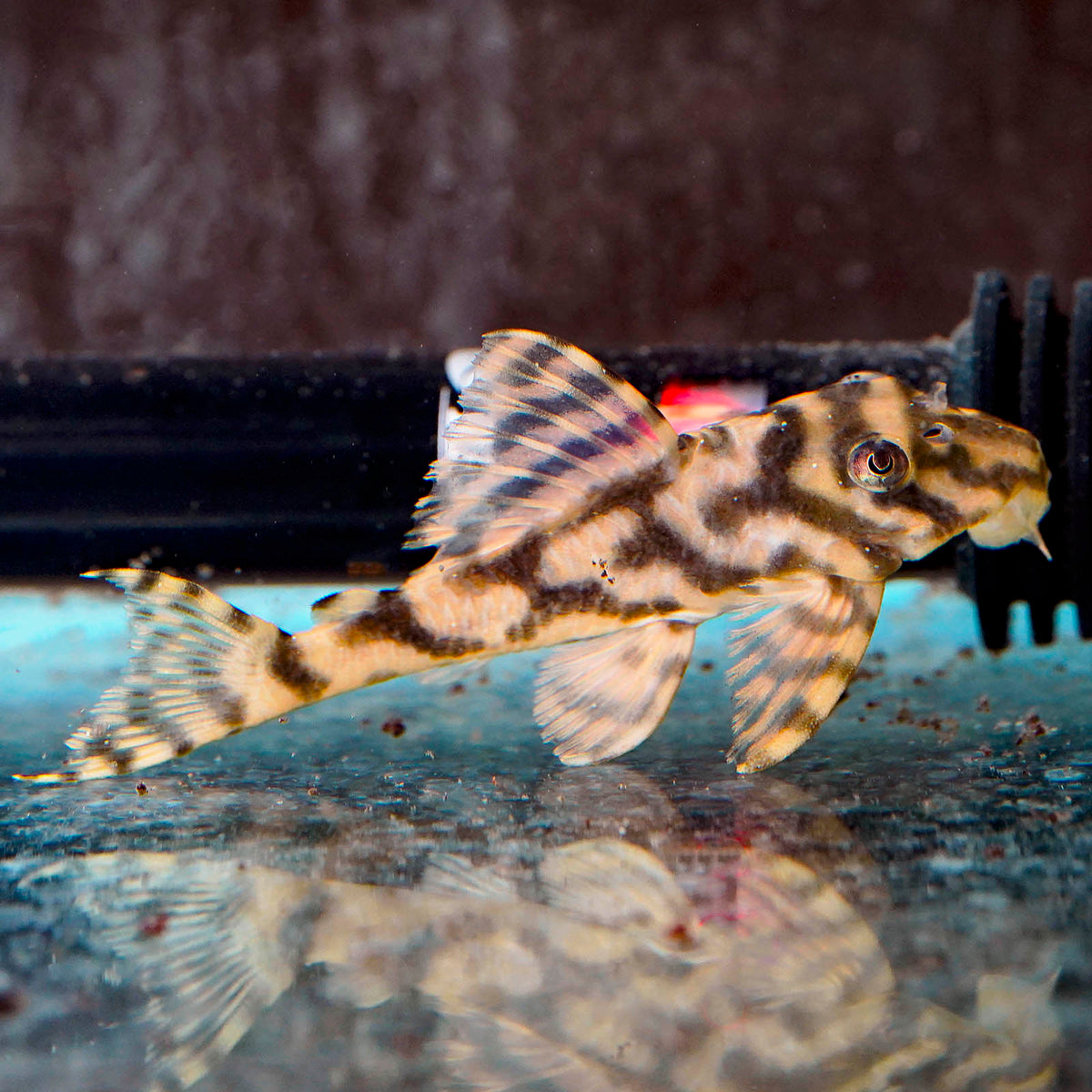 Pleco Frog Leopard L134 Wild — representative photo