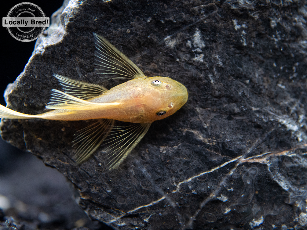 Pleco Ancistrus Lemon Blue Eye L144 L/F — representative photo