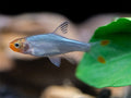 Rasbora Rummynose (Male) — representative photo