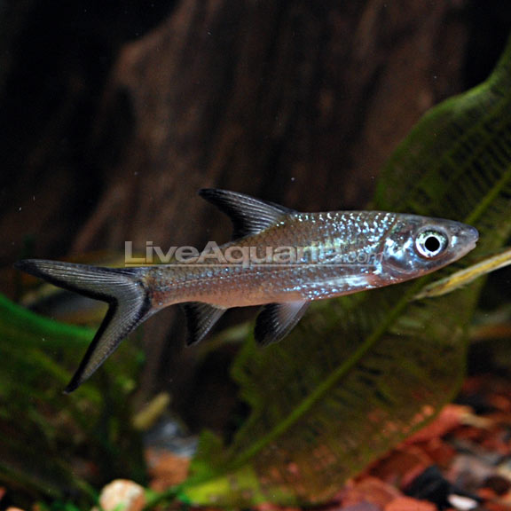 Shark Bala Md — representative photo