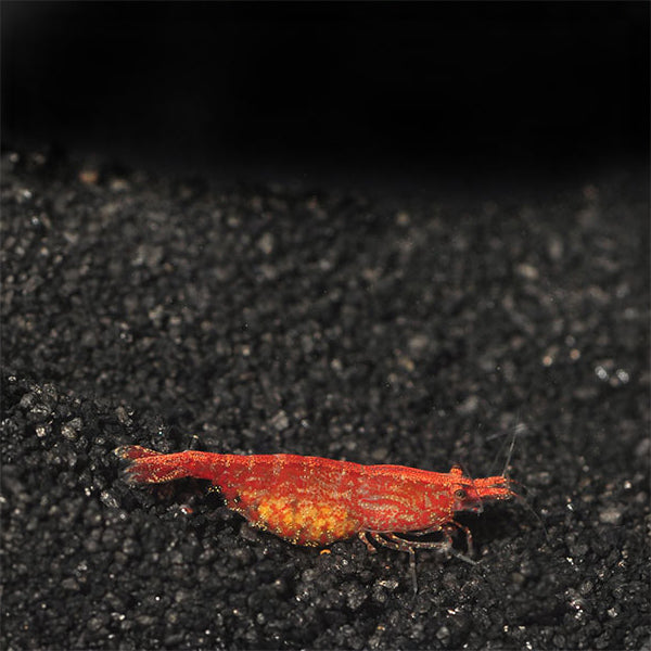 Shrimp Neo Red Dragon — representative photo