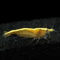 Shrimp Neo Yellow Fire — representative photo