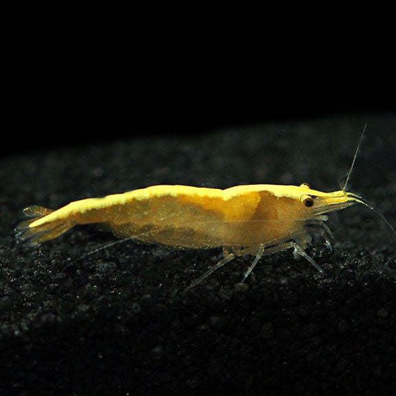 Shrimp Neo Yellow Fire — representative photo
