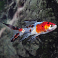 Shubunkin 3-4 Inch — representative photo