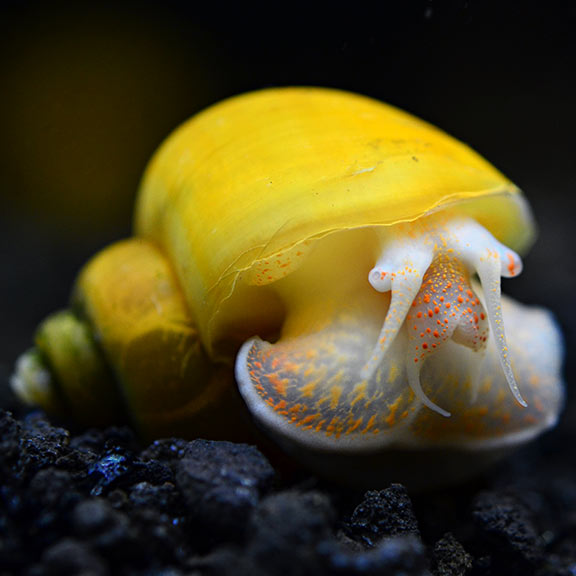 Snail Mystery Asst — representative photo