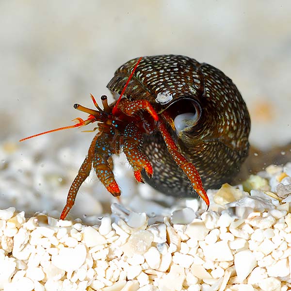 Crab Hermit Red Leg Cortez — representative photo