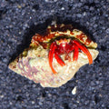 Crab Hermit Scarlet — representative photo