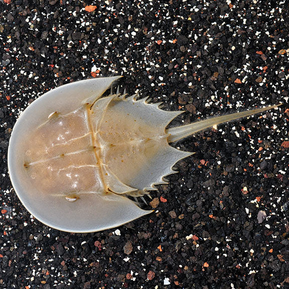 Crab Horseshoe Sm — representative photo