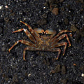 Crab Sally Lightfoot — representative photo