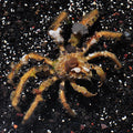 Crab Spider — representative photo