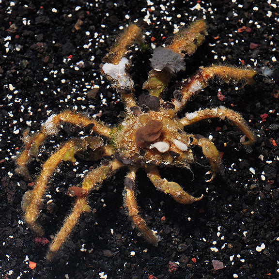 Crab Spider — representative photo