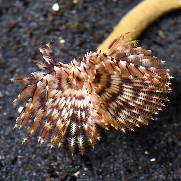 Feather Duster — representative photo