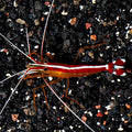 Shrimp Cleaner — representative photo