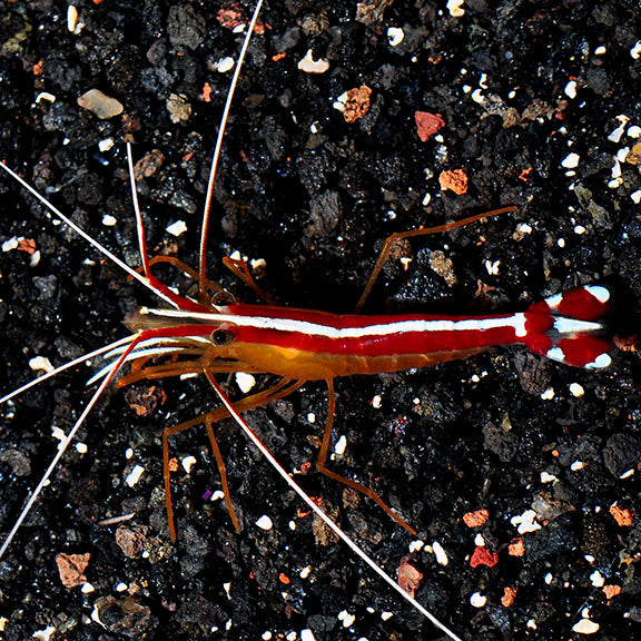 Shrimp Cleaner — representative photo