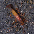 Shrimp Peppermint — representative photo