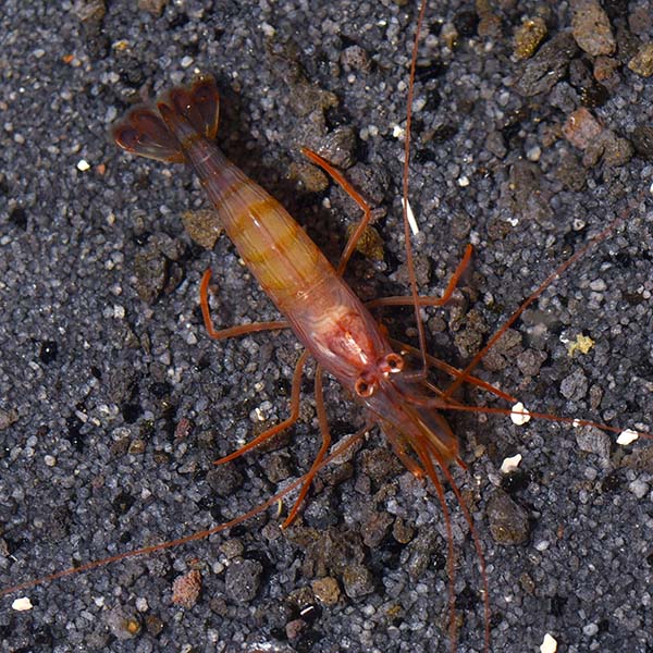 Shrimp Peppermint — representative photo