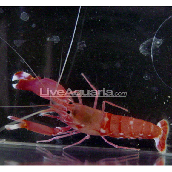 Shrimp Pistol Red — representative photo