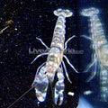 Shrimp Pistol Tiger — representative photo