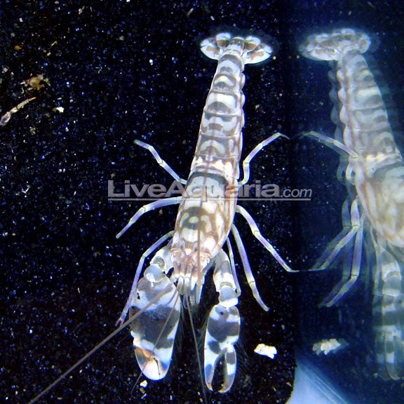 Shrimp Pistol Tiger — representative photo