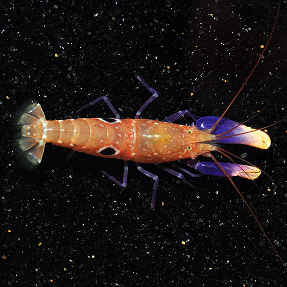 Shrimp Pistol Purple — representative photo