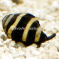 Snail Bumble Bee — representative photo