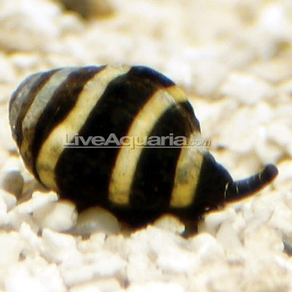 Snail Bumble Bee — representative photo