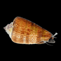 Snail Conch Sand Tiger — representative photo