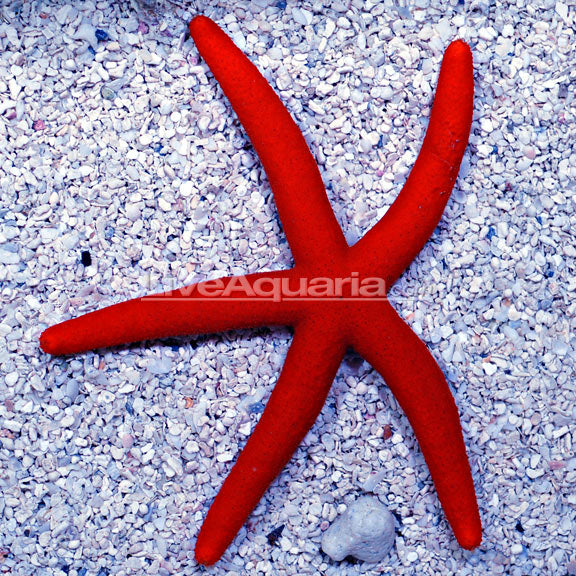Starfish Orange — representative photo