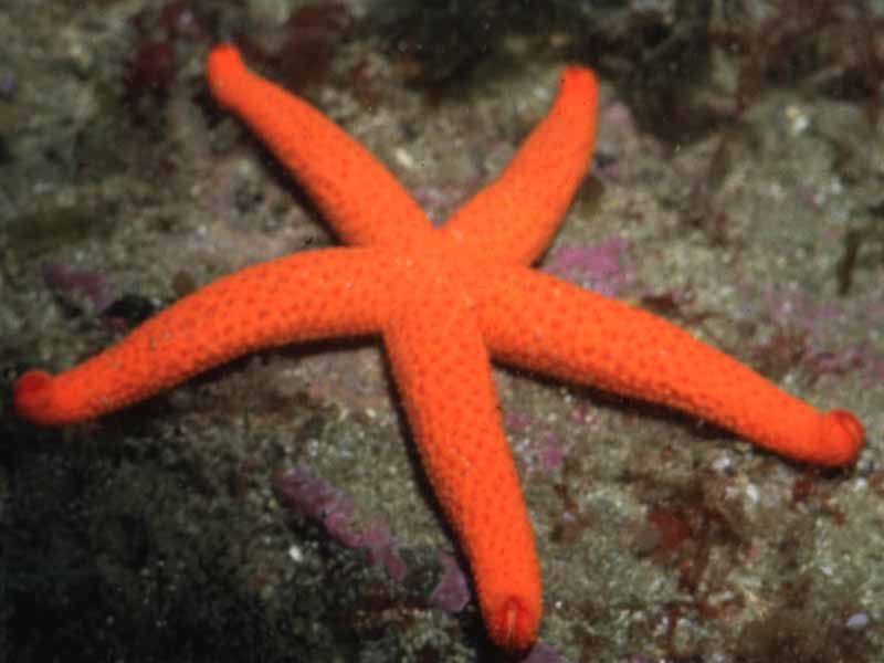 Starfish Pink — representative photo