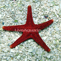 Starfish Red Fromia — representative photo