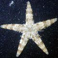 Starfish Sand Sifting — representative photo