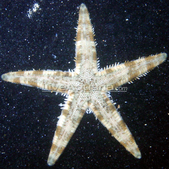 Starfish Sand Sifting — representative photo