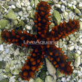 Starfish Thorny Red — representative photo