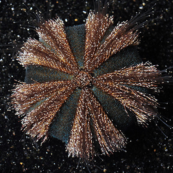 Urchin Tuxedo — representative photo