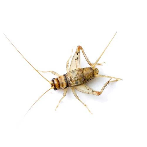 Crickets 1/4 1000 Ct — representative photo