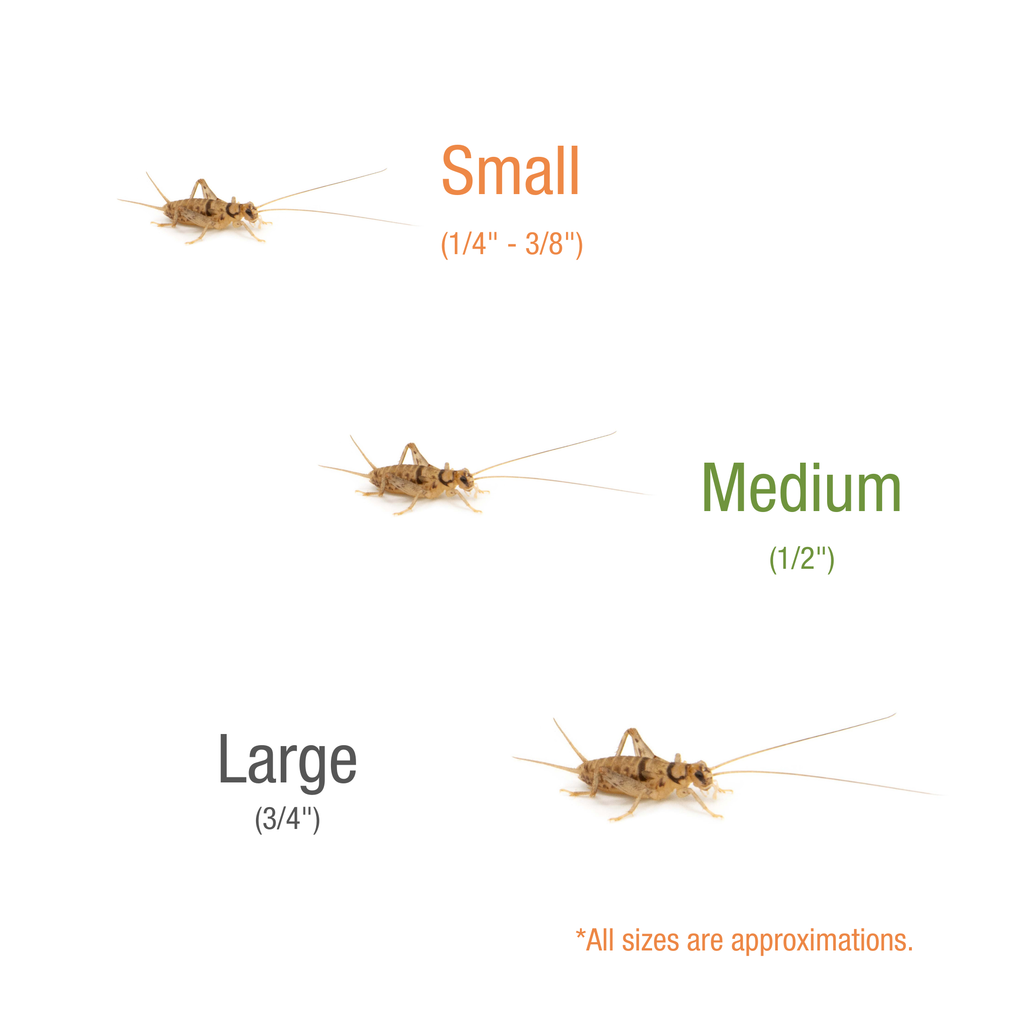 Crickets Adult 1000 Ct — representative photo