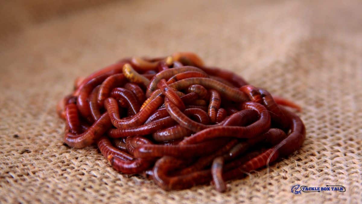 Worms Red 30 Ct — representative photo