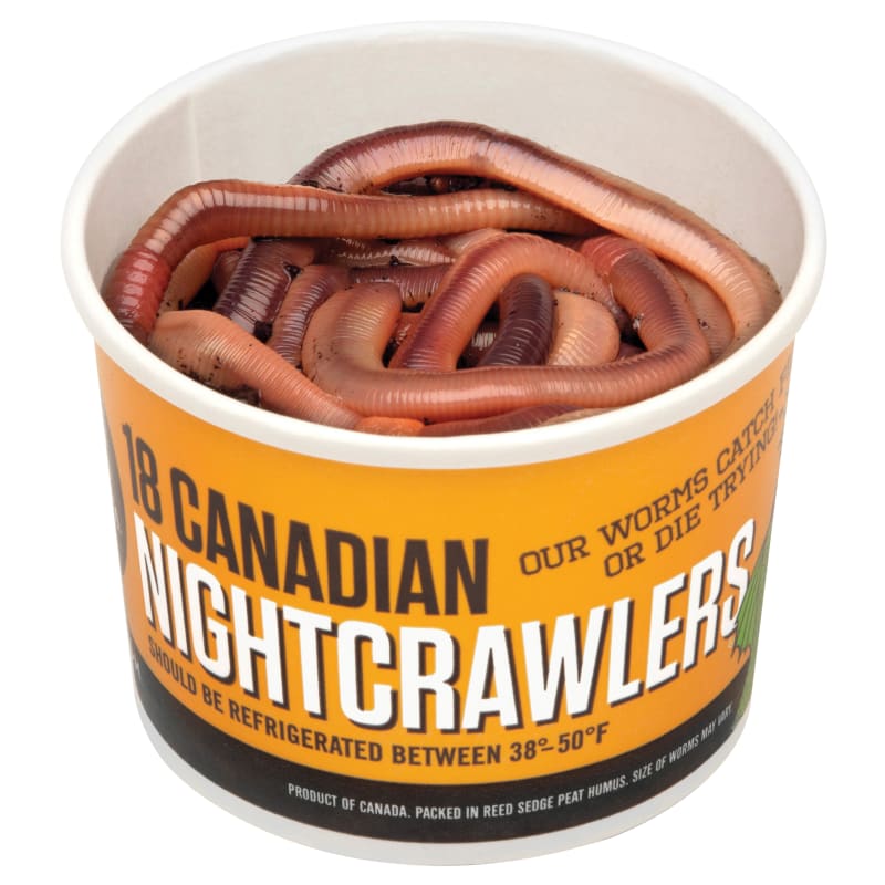Worms Night Crawlers 12 Ct — representative photo