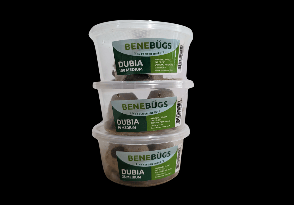Benebugs Dubia Medium 100 Ct — representative photo